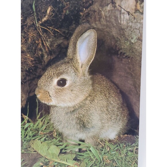 Postcard BUNNIE WABBIT John Robinson Published J. Arthur Dixon Great Britain - Picture 3 of 7